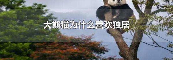 大熊猫为什么喜欢独居