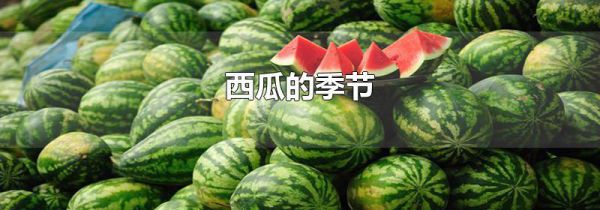 西瓜的季节