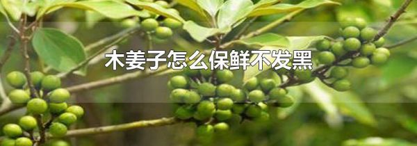 木姜子怎么保鲜不发黑
