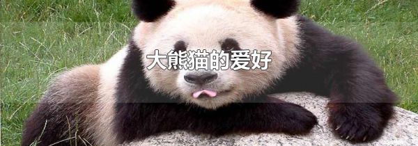大熊猫的爱好