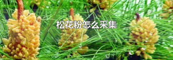 松花粉怎么采集