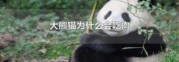 大熊猫为什么会吃肉