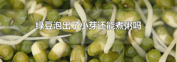 绿豆泡出了小芽还能煮粥吗