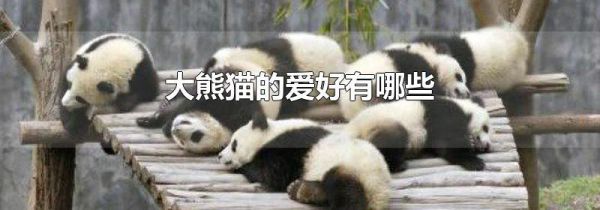 大熊猫的爱好有哪些