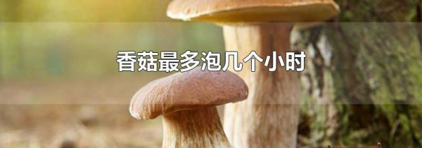 香菇最多泡几个小时
