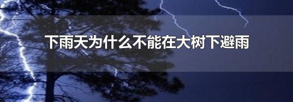 下雨天为什么不能在大树下避雨