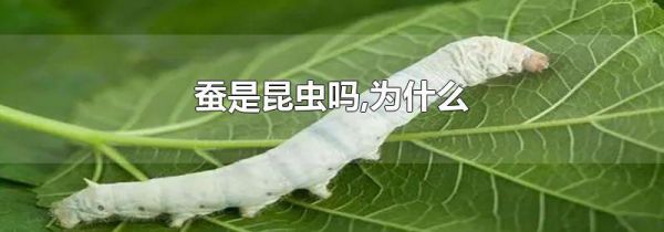 蚕是昆虫吗,为什么