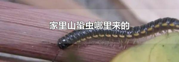 家里山蛩虫哪里来的