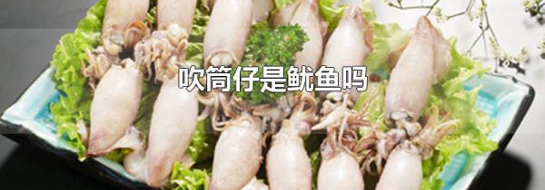 吹筒仔是鱿鱼吗