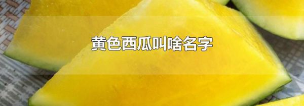 黄色西瓜叫啥名字
