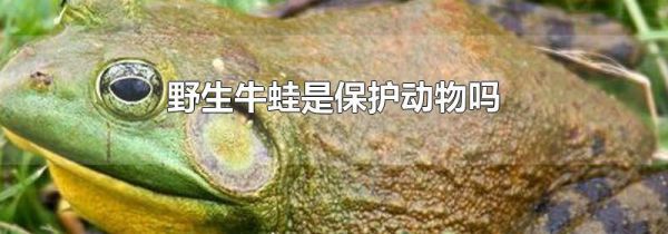 野生牛蛙是保护动物吗