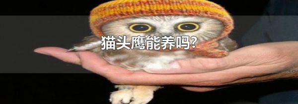 猫头鹰能养吗?