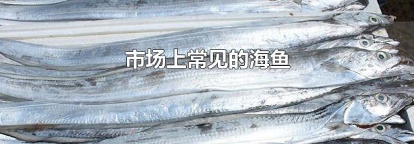 市场上常见的海鱼