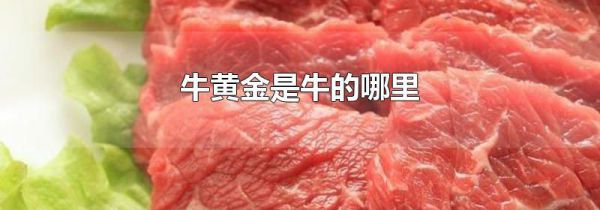 牛黄金是牛的哪里
