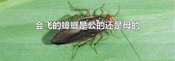 会飞的蟑螂是公的还是母的