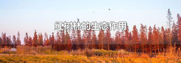 红树林的生态作用
