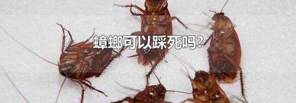蟑螂可以踩死吗?