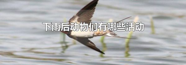 下雨后动物们有哪些活动