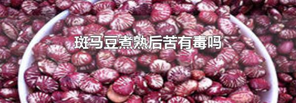 斑马豆煮熟后苦有毒吗