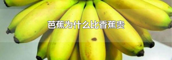 芭蕉为什么比香蕉贵