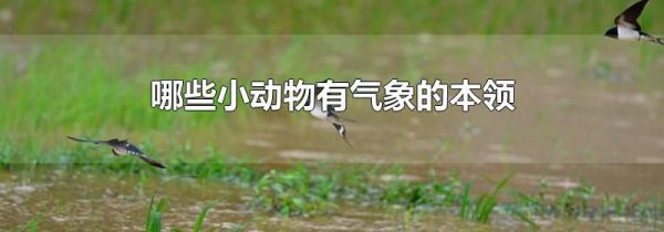哪些小动物有气象的本领