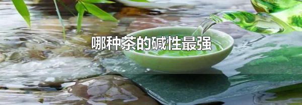 哪种茶的碱性最强