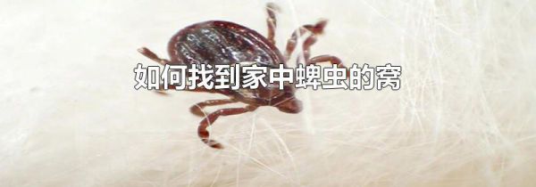 如何找到家中蜱虫的窝