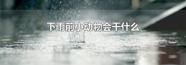 下雨前小动物会干什么