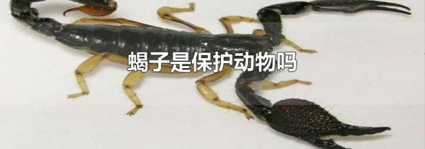 蝎子是保护动物吗