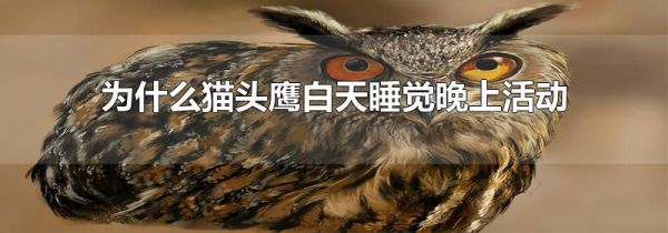 为什么猫头鹰白天睡觉晚上活动