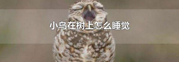 小鸟在树上怎么睡觉