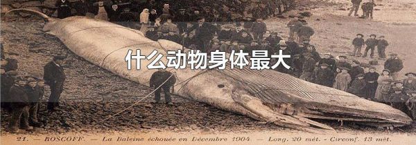 什么动物身体最大
