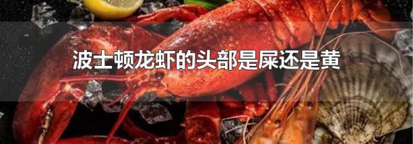 波士顿龙虾的头部是屎还是黄