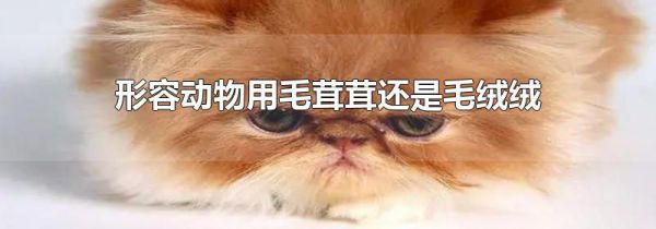 形容动物用毛茸茸还是毛绒绒
