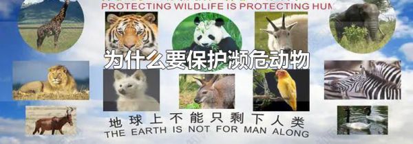 为什么要保护濒危动物