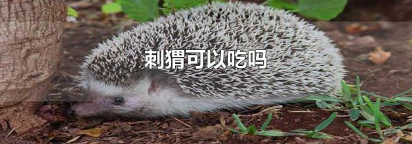 刺猬可以吃吗