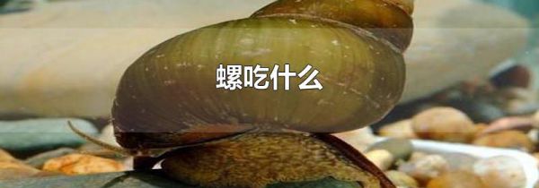 螺吃什么