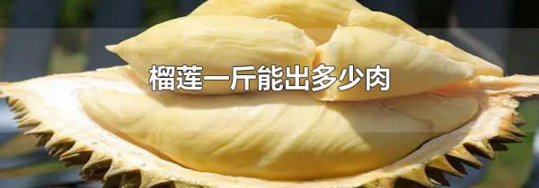 榴莲一斤能出多少肉