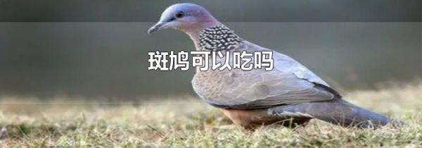 斑鸠可以吃吗