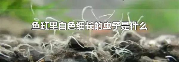 鱼缸里白色细长的虫子是什么