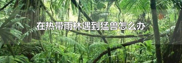 在热带雨林遇到猛兽怎么办