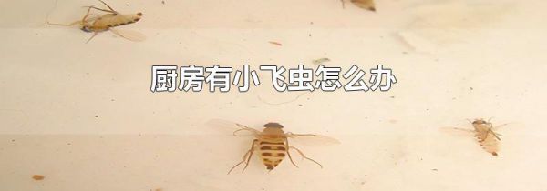 厨房有小飞虫怎么办