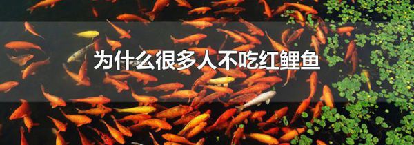 为什么很多人不吃红鲤鱼