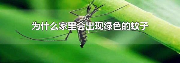 为什么家里会出现绿色的蚊子