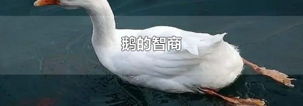 鹅的智商