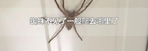 蜘蛛不见了一般爬去哪里了