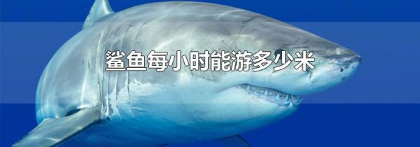 鲨鱼每小时能游多少米