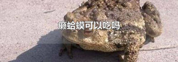 癞蛤蟆可以吃吗