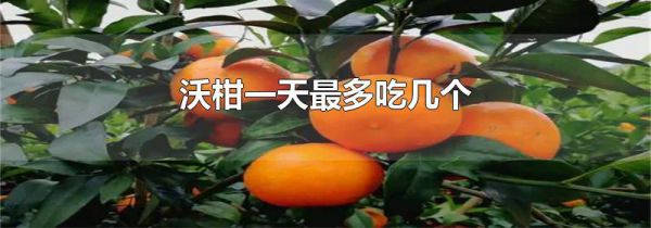 沃柑一天最多吃几个