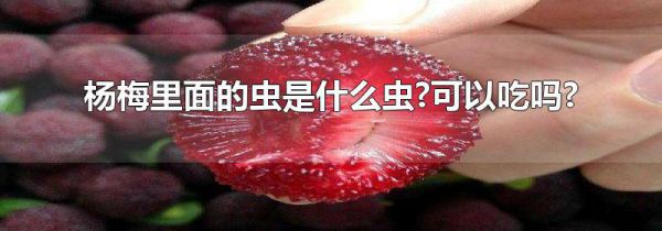 杨梅里面的虫是什么虫?可以吃吗?